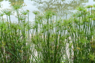 20 Cyperus PAPYRUS Paper Reed Water Plant Egyptian Nile Grass Yellow Flower Seeds